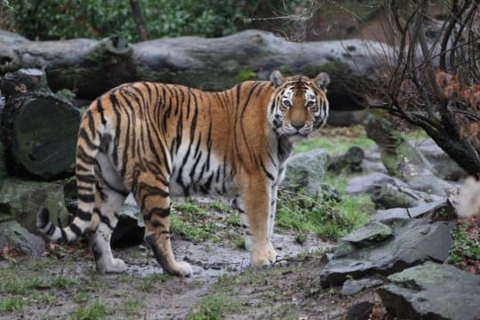 Sibirischer Tiger/Amurtiger