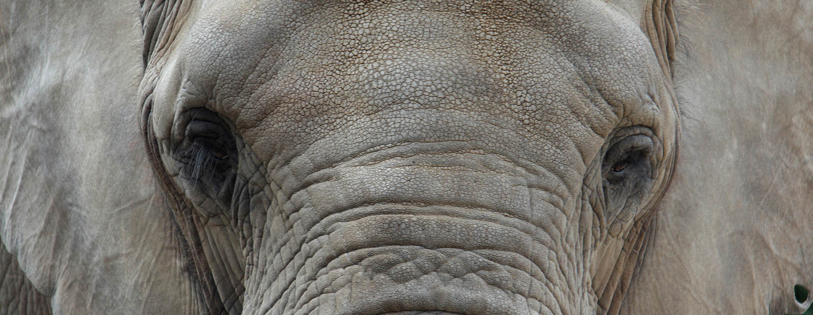 Elefant Mwana