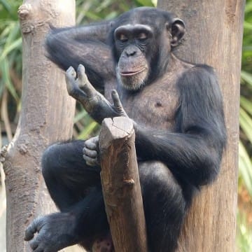 Schimpanse Bangolo