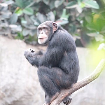 Schimpanse Kofi