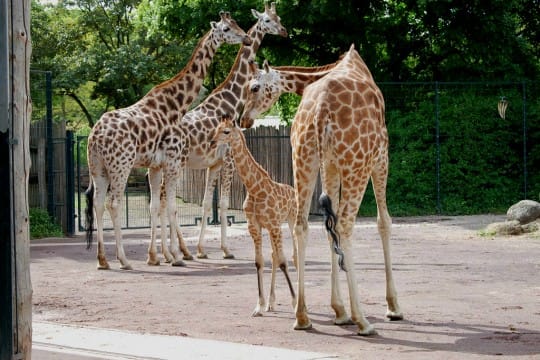 Giraffen-Fakten | Zoologischer Garten Magdeburg