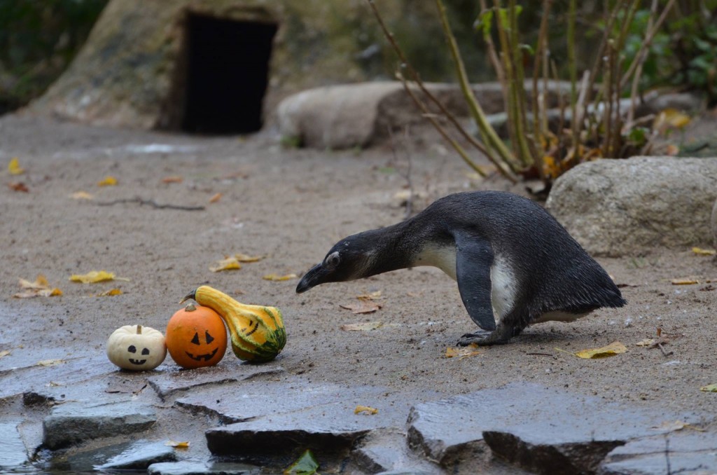 Halloween bei den Frackträgern