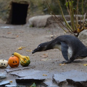 Halloweenfest im Zoo am 31.10./01.11.2024