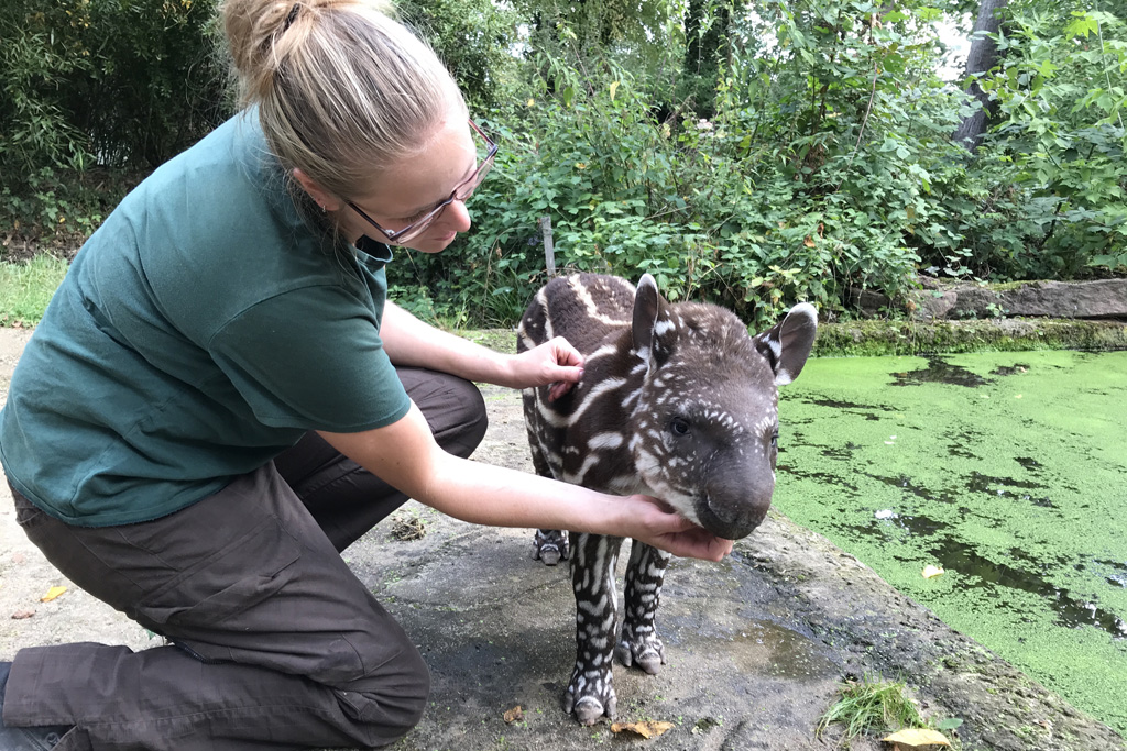 Ann-Katrin Hübner krault Tapirjunges_Zoo MD