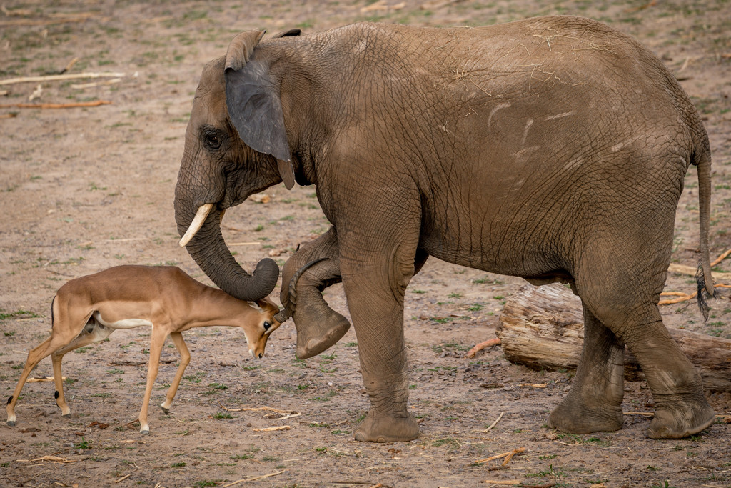 Impala trifft auf Elefant© www.AndreasLander.de