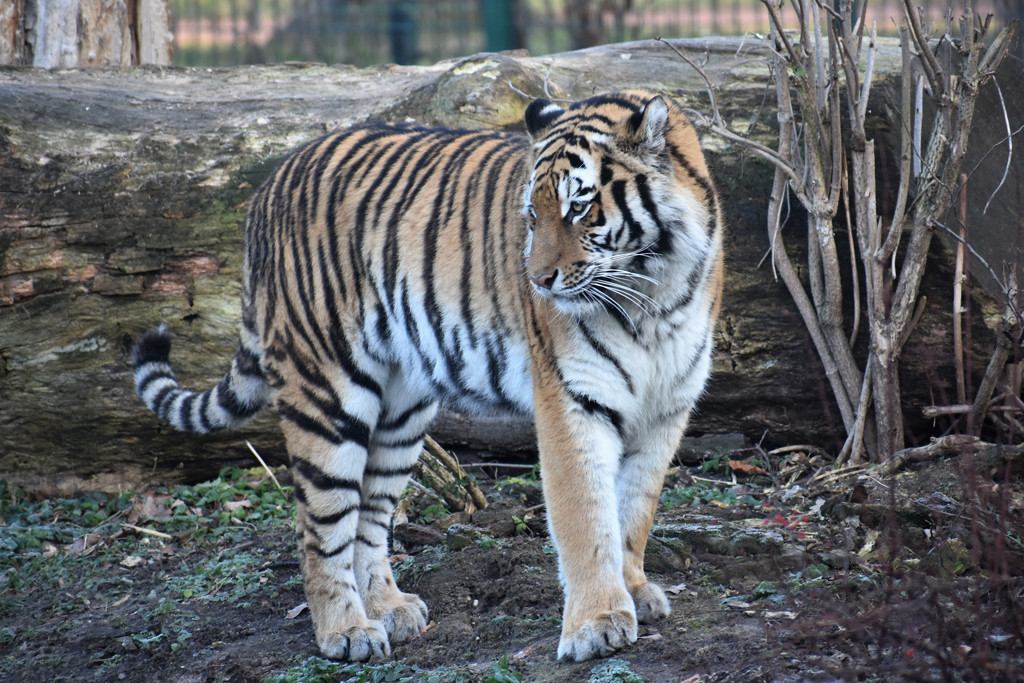 Sibirische Tigerin Kimberly /Ina Sporleder