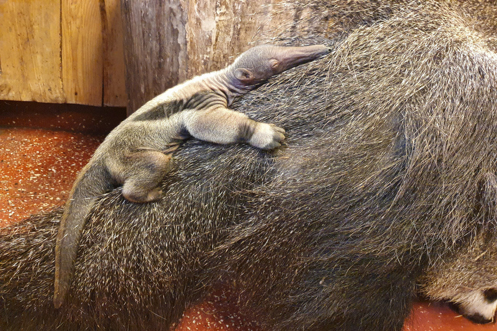 Am 8.2.2021 wurde ein Grosser Ameisenbär im Zoo Magdeburg geboren. Foto: Petra Oppermann