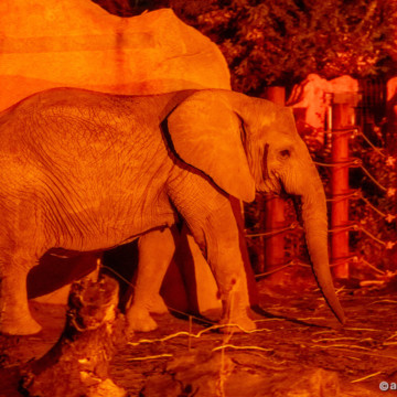 Restplätze für AFRICAMBO Abend bei den Elefanten