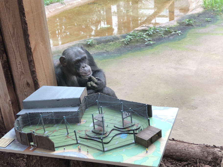 Schimpanse Nana schaut auf das Modell Schimpansenanlage/Zoo MD Regina Jembere