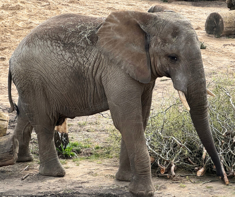  Elefant Uli auf der Außenanlage_Zoo Magdeburg