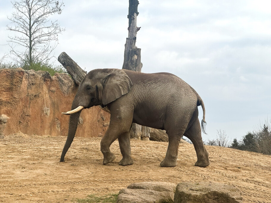Afrikanischer Elefantenbulle Kando  wird am Pfingstmontag 17 Jahre alt_Zoo Magdeburg