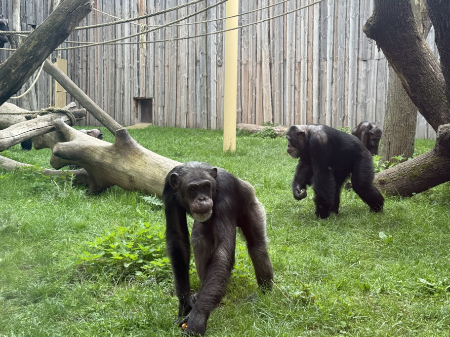 Schimpansen auf der Außenanlage unterwegs_Zoo Magdeburg