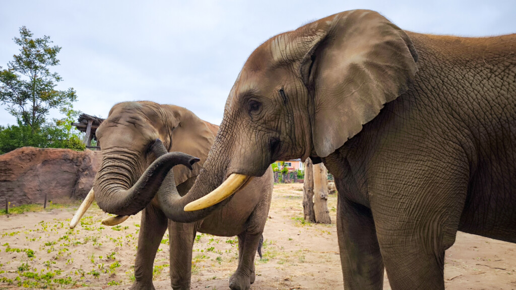 Afrikanische Elefanten: Kando mit Sweni_Zoo Magdeburg 