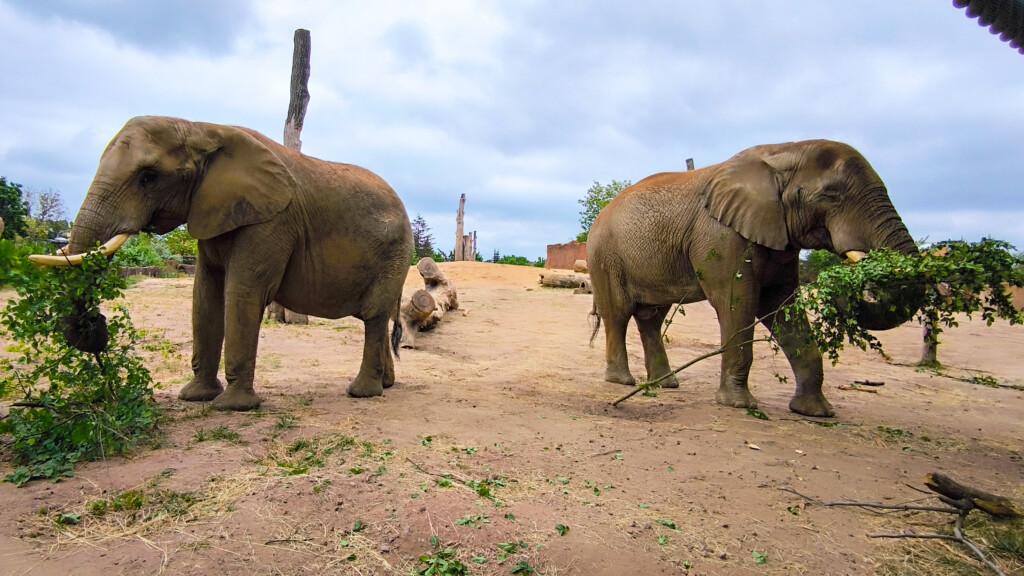 Neue Elefantenkuh Sweni mit dem Elefantenbullen Kando_Zoo Magdeburg