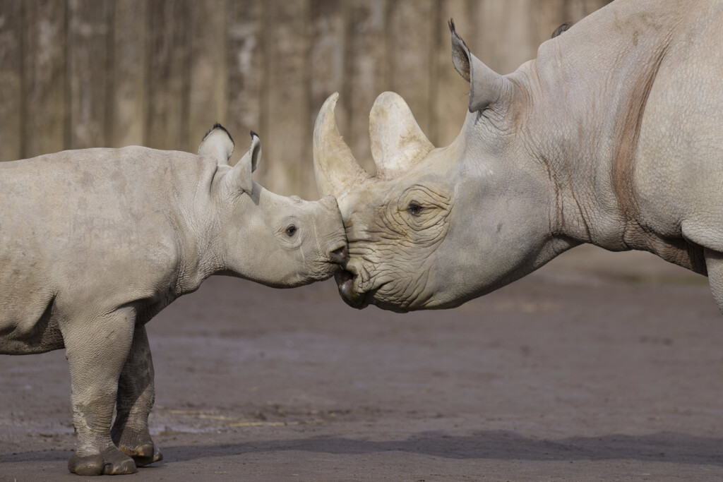 Welt-Nashorntag: Malaika mit Malia_Zoo Magdeburg_Ingo Treuherz