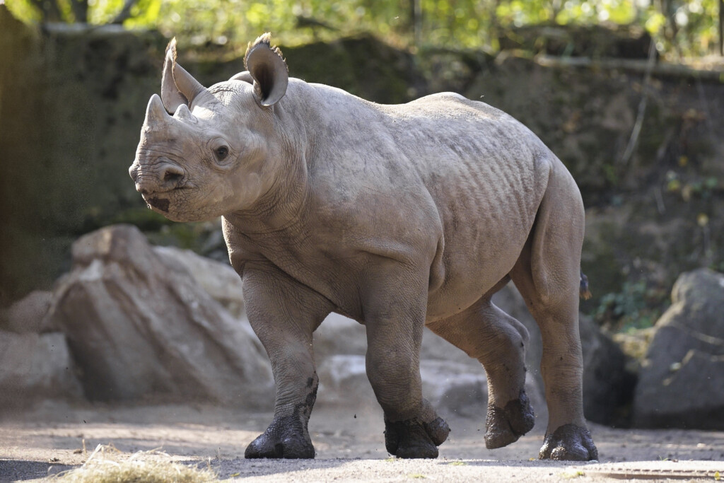 Nashorn-Geburtstagswoche im Zoo Magdeburg / Ingo Treuherz