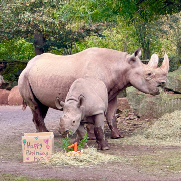 Spitzmaulnashorn MALIA ist 1 Jahr alt!