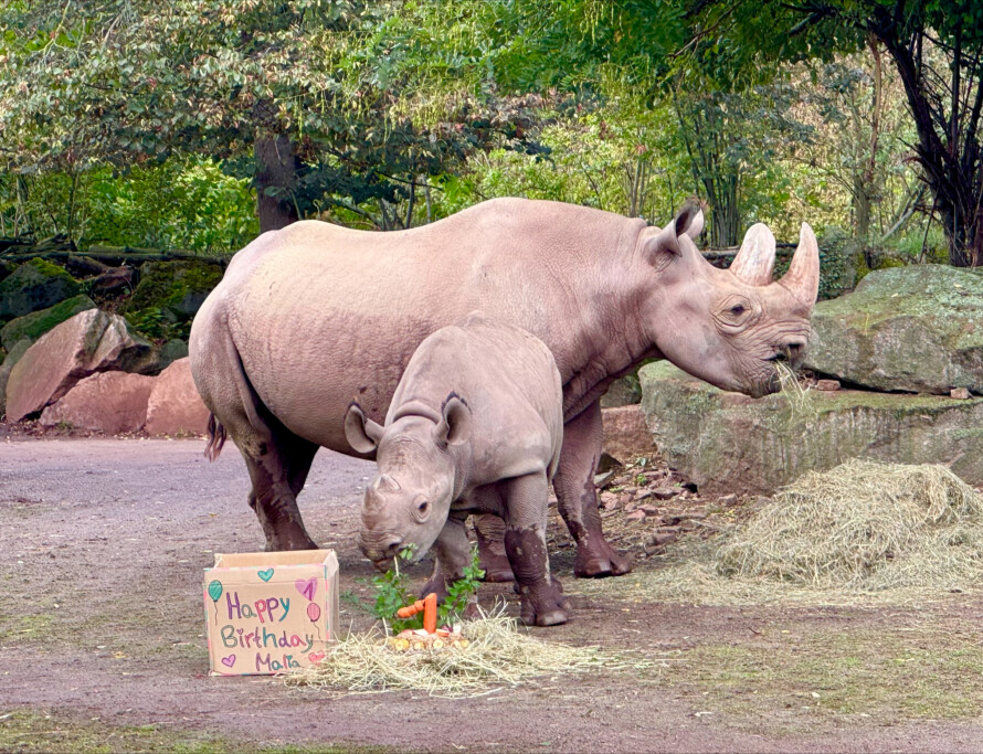 Ostafrikanisches Spitzmaulnashorn MALIA mit Mutter MALAIKA_Zoo Magdeburg