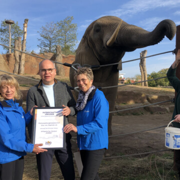 Afrikanischer Elefant KANDO hat erneut Paten