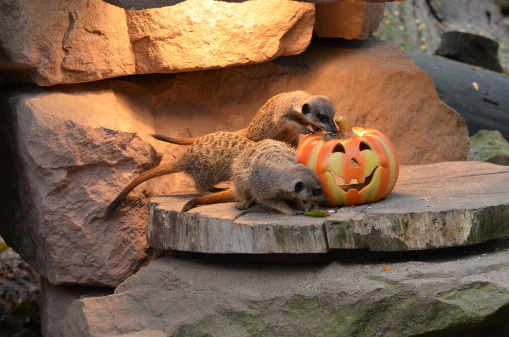 Tierische Halloween im Zoo / Zoo Magdeburg