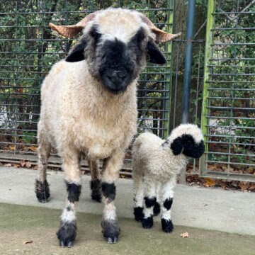 Hingucker: Schwarz-weißes Fellknäuel auf der Wiese