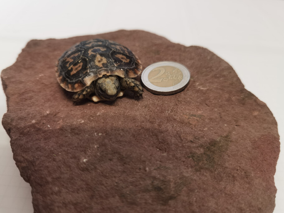 Kleinstes Jungtier im Zoo: Nachwuchs Spaltenschildkröte_ Zoo Magdeburg / Katharina Ruhs