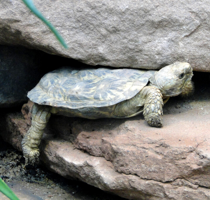 Im Jahr 2025: 3 Jungtiere bei extrem bedrohter Spaltenschildkröte im Zoo Magdeburg geschlüpft. Zoo Magdeburg/Katharina Ruhs