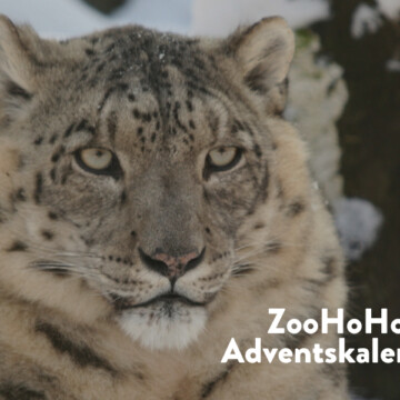 Zoo-Adventskalender