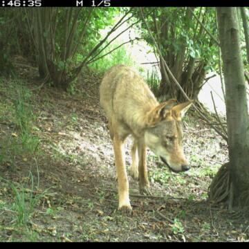 Vortrag am 07.02.2025: Der Wolf in Sachsen-Anhalt