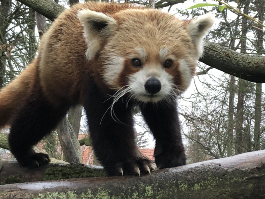 Neuling NAMI auf Erkundungstour_Zoo Magdeburg_Regina Jembere