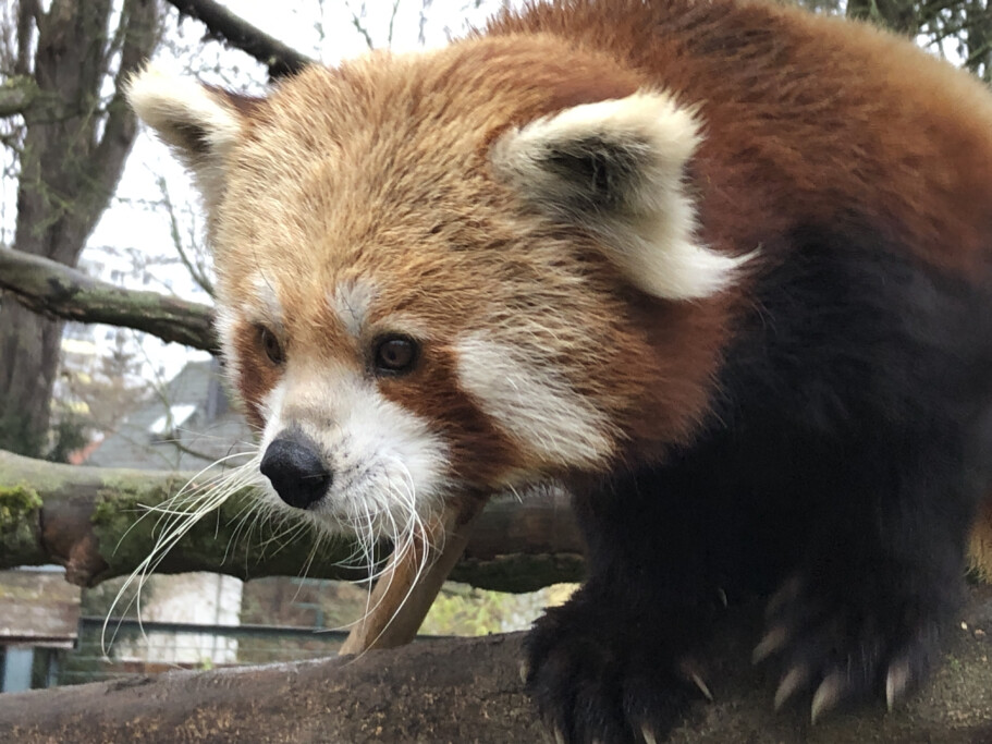 Roter Panda: Weibchen NAMI_ Zoo Magdeburg_Regina Jembere