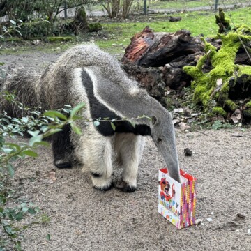 Großer Ameisenbär OSITA wird 4 Jahre alt!