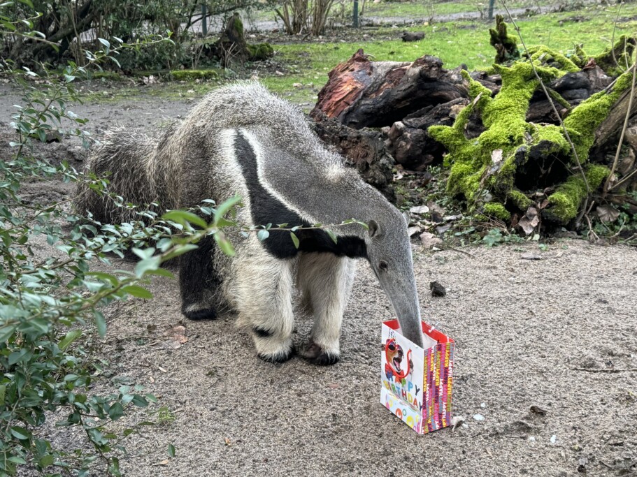 Großer Ameisenbär OSITA wird 4 Jahre alt_Zoo Magdeburg