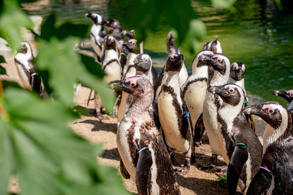 Vom Aussterben bedroht_Brillenpinguine_Zoo Magdeburg_© www.AndreasLander.de