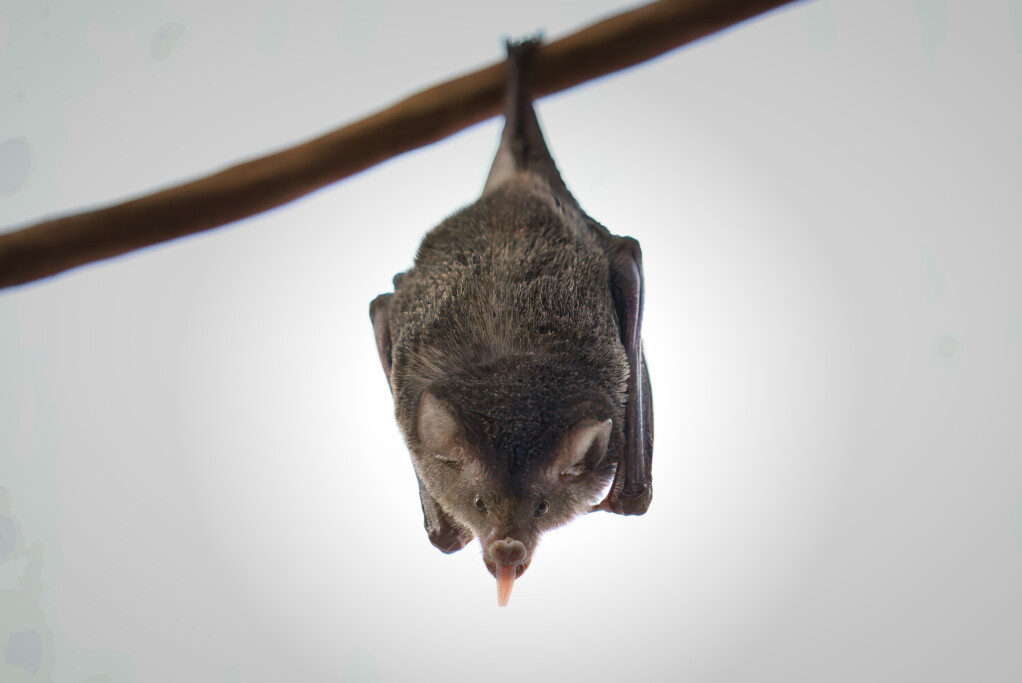 Blütenfledermaus im Zoo Magdeburg_Ingo Treuherz