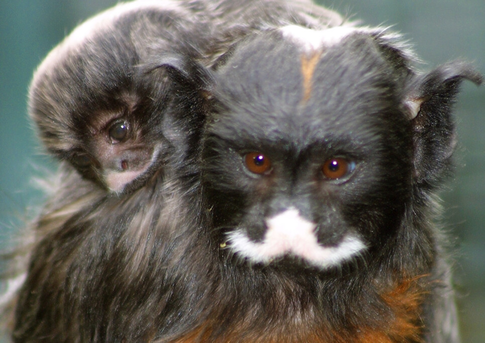 Jungtier Rotbauchtamarin Zoo Magdeburg / Michael Schröpel