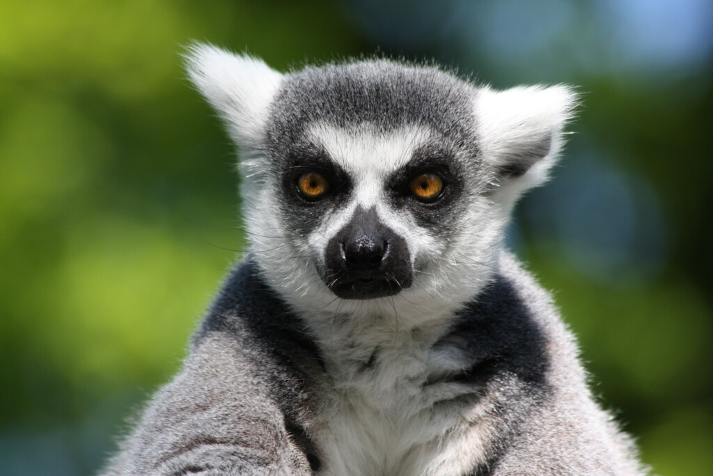 Der Katta ist ein Sonnenanbeter und wartet jetzt auf Besucher_Zoo Magdeburg