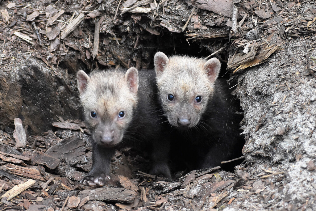 Gut zu beobachten: Nachwuchs bei den Waldhunden_Zoo Magdeburg