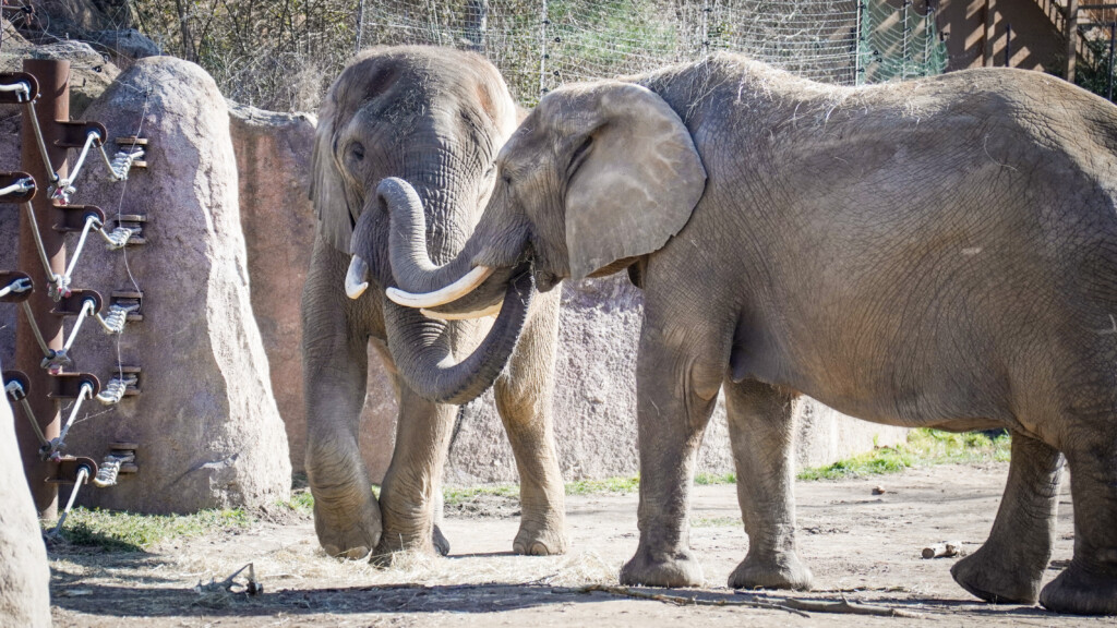 Afrikanische Elefanten_Kando und Sweni gründen Familie / Zoo Magdeburg