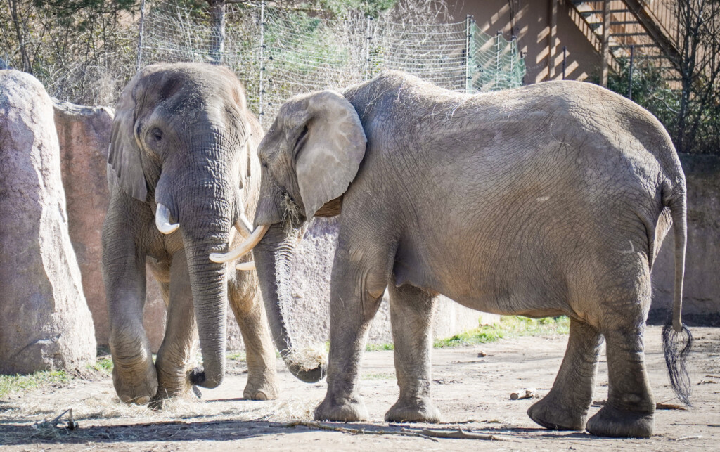 Afrikanische Elefanten Kando und Sweni_Zoo Magdeburg