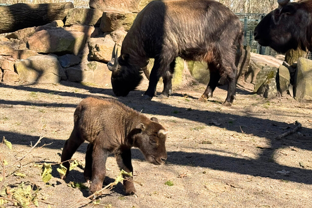 Das Jungtier beim Mishmi-Takin genießt die Frühlingssonne_Zoo Magdeburg